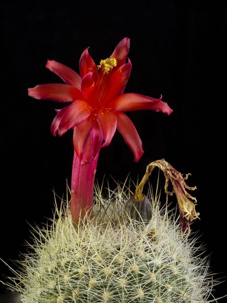 Cactus in a pot isolated in a black background — Stock Photo, Image