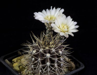 Siyah bir arka planda izole bir tencerede kaktüs