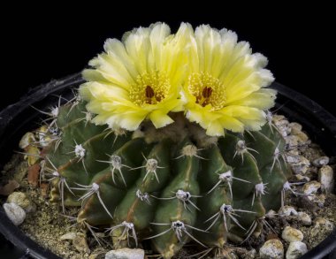 Siyah bir arka planda izole bir tencerede kaktüs