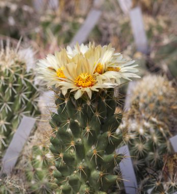 Siyah bir arka planda izole bir tencerede kaktüs