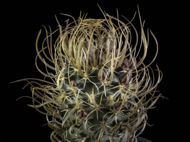 Siyah bir arka planda izole bir tencerede kaktüs