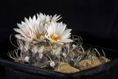 Siyah bir arka planda izole bir tencerede kaktüs