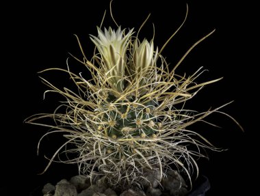 Siyah bir arka planda izole bir tencerede kaktüs