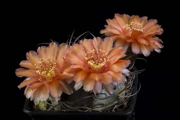 Cactus dans un pot isolé dans un fond noir — Photo