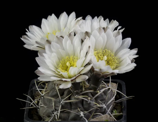 Cactus in a pot isolated in a black background — Stock Photo, Image