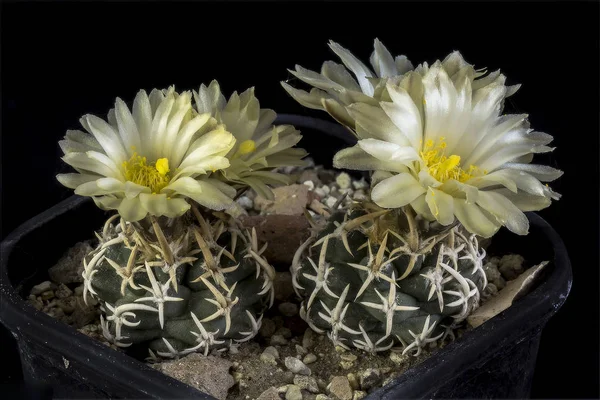 Cactus in a pot isolated in a black background — Stock Photo, Image