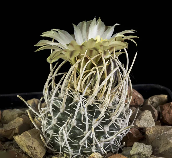 Cactus en maceta aislado sobre fondo negro — Foto de Stock