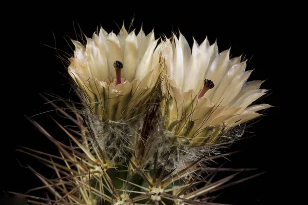 Cactus en maceta aislado sobre fondo negro —  Fotos de Stock