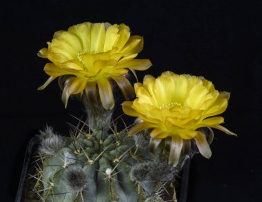 Kaktüs Acanthocalycium glacum Blooming, izole siyah sırt üstü