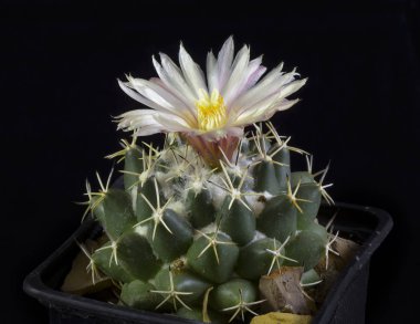 Kaktüs Coryphantha maiz-tablasensis Blooming, izole siyah