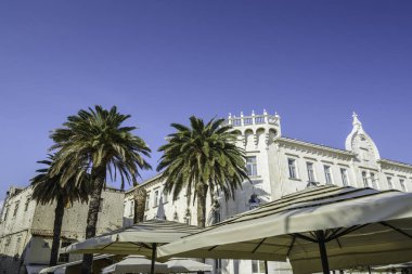 Palmiye ağacı ve şemsiye