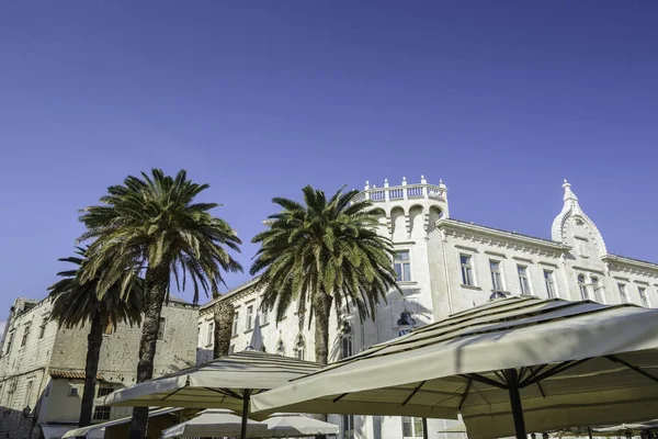 Palmiye ağacı ve şemsiye