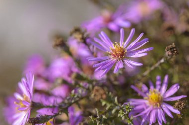 pembe çiçekli arkaplan