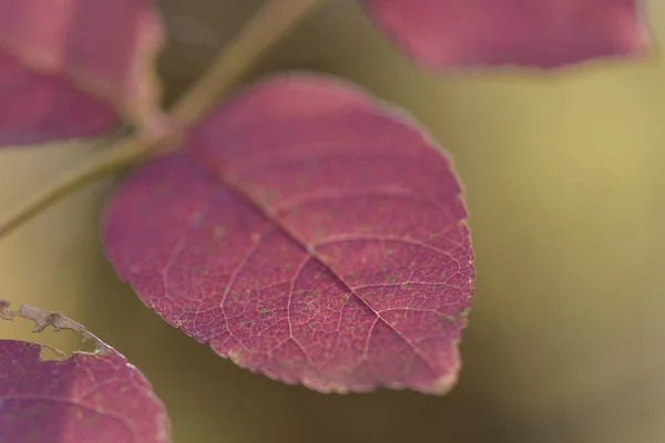 Abstract unfocused background of purple leaves — Stock Photo, Image