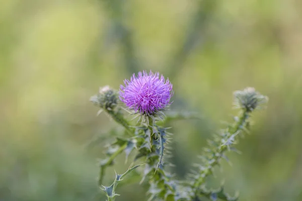 Thistle flower — Stock Photo, Image