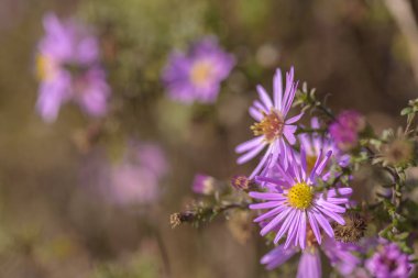 pembe çiçekli arkaplan