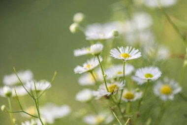 Soyut geri çiçek daisywheel ile zemin