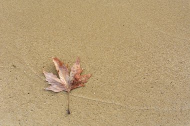 Sahilde tek yaprak