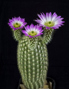 Kaktüs echinocereus websterianus