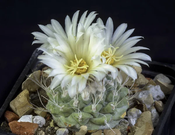 Kaktüs Strombocactus disciformis