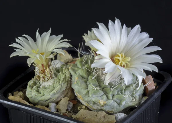 Kaktüs Strombocactus disciformis