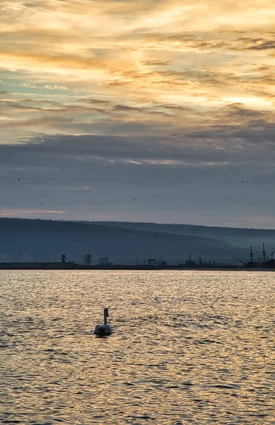 Cisnes Nadar no mar negro em um pôr do sol amarelo vibrante — Fotografia de Stock