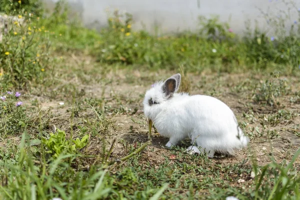 Coelho no jardim — Fotografia de Stock