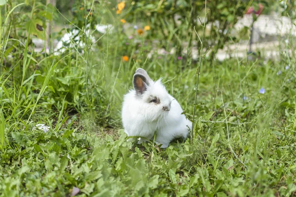 Conejo en el jardín —  Fotos de Stock