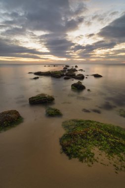 Yosunlar gündoğumu karşı bir canlı sarı ve oran olarak kayalar