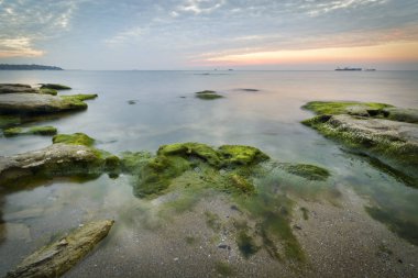 Yosunlar gündoğumu karşı bir canlı sarı ve oran olarak kayalar