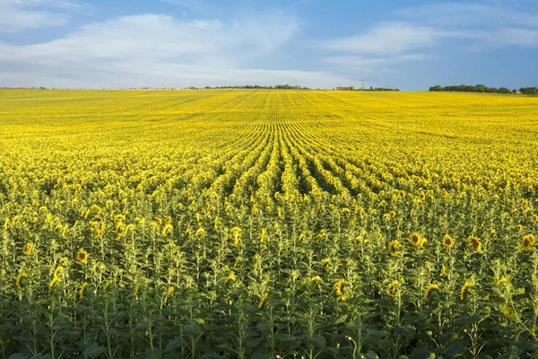 Amplio Campo de girasol — Foto de Stock