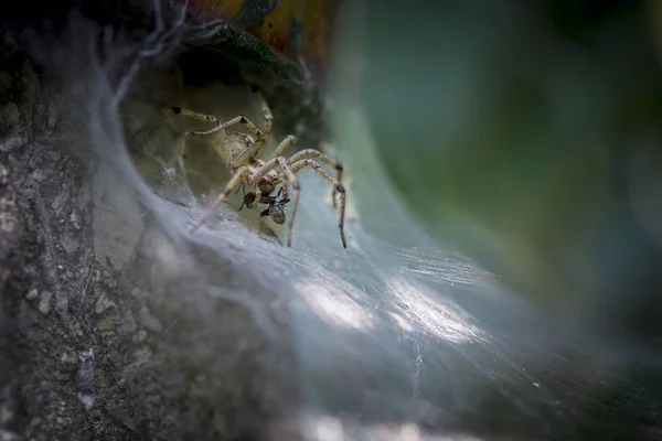 Aranha comendo um inseto — Fotografia de Stock