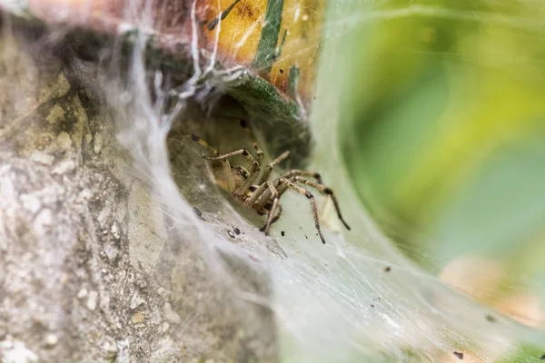 Araña comiendo un insecto —  Fotos de Stock