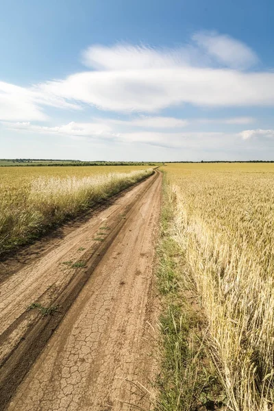 带曲线路径的小麦景观场 — 图库照片