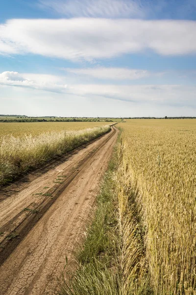 带曲线路径的小麦景观场 — 图库照片