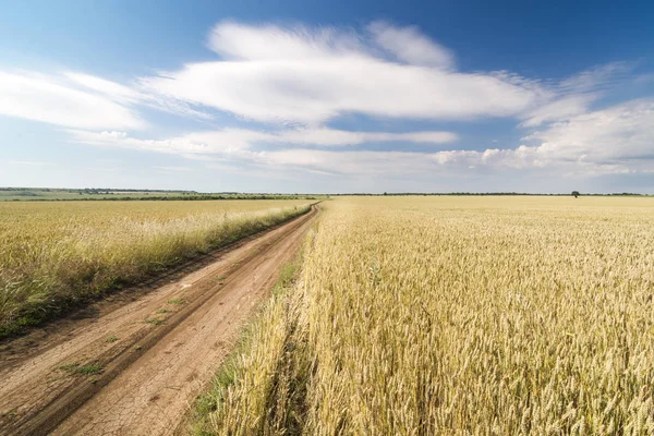 Campo de trigo Paisaje con sendero curvo — Foto de Stock