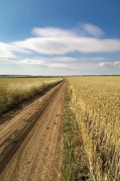 Campo de trigo Paisagem com caminho curvo — Fotografia de Stock