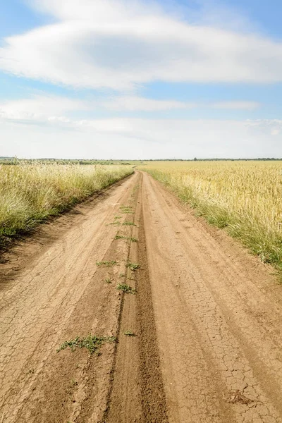 Campo de trigo Paisagem com caminho curvo — Fotografia de Stock