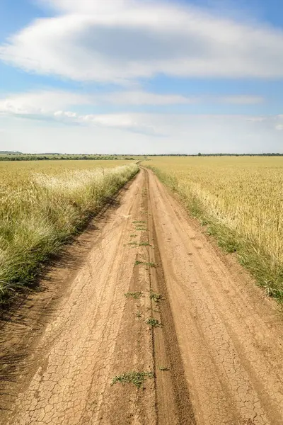 Campo de trigo Paisagem com caminho curvo — Fotografia de Stock