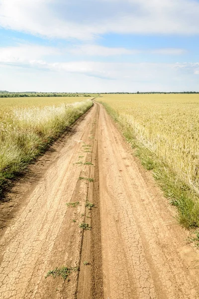 Pole pszenicy krajobraz z zakrzywione ścieżki — Zdjęcie stockowe