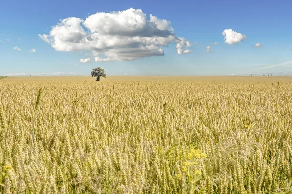 Árbol aislado en un campo de trigo — Foto de Stock