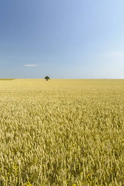 Ізольоване дерево в пшеничному полі — стокове фото