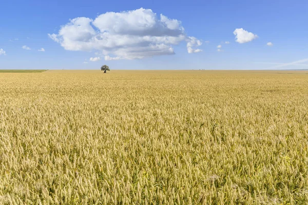 Ізольоване дерево в пшеничному полі — стокове фото