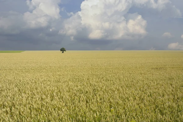 Árvore isolada em um campo de trigo — Fotografia de Stock