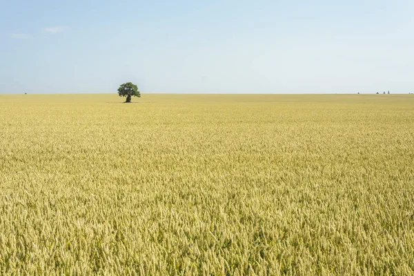 Изолированное дерево на пшеничном поле — стоковое фото