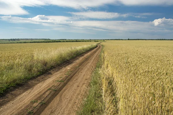 Campo de trigo Paisagem com caminho curvo — Fotografia de Stock