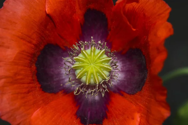 Poppy Close Up — стоковое фото