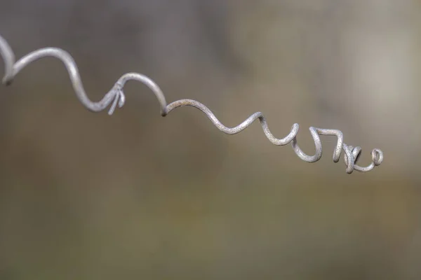 Tendril de pepino seco — Foto de Stock