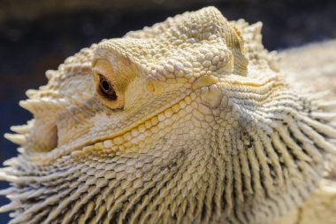 Pogona vitticeps