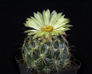 Çiçek açan kaktüs Coryphantha